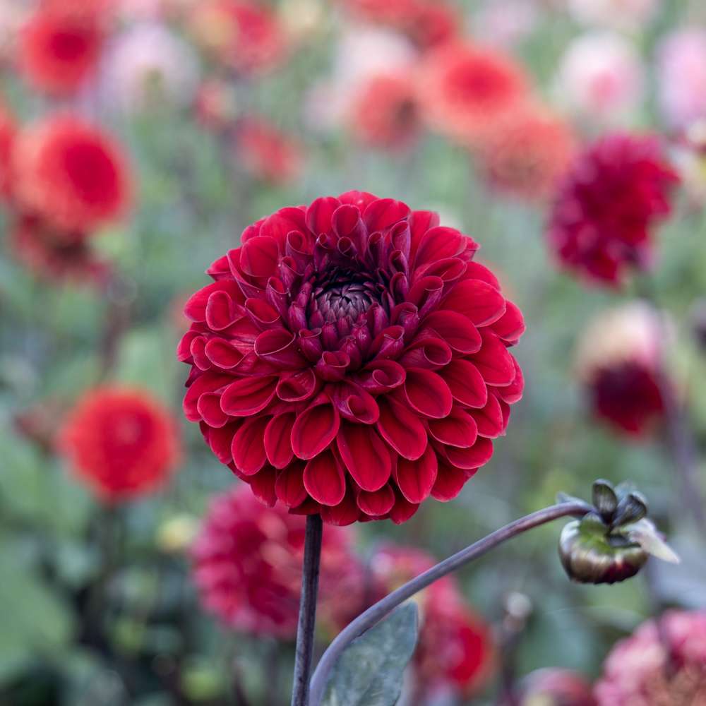 Dahlia 'Baccara'